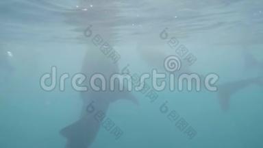 野生鲸鲨在碧海水下捕食浮游生物。 在开阔的海水中喂养鲸鲨。 水下